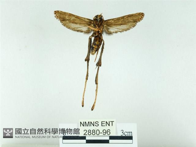 長腳大織蛾藏品圖，第2張