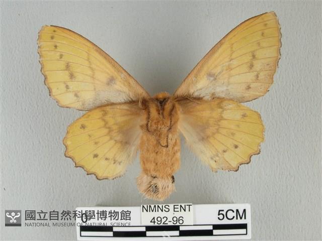 青枯葉蛾藏品圖，第2張