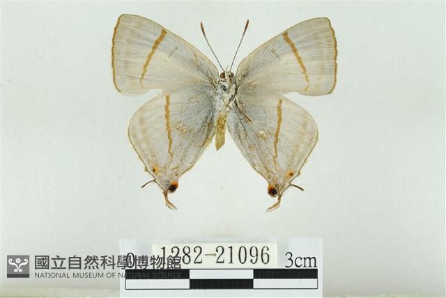 白腹青灰蝶藏品圖，第2張
