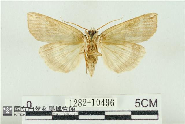 臺洒波紋蛾藏品圖，第2張