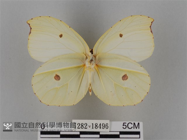 圓翅鉤粉蝶藏品圖，第2張