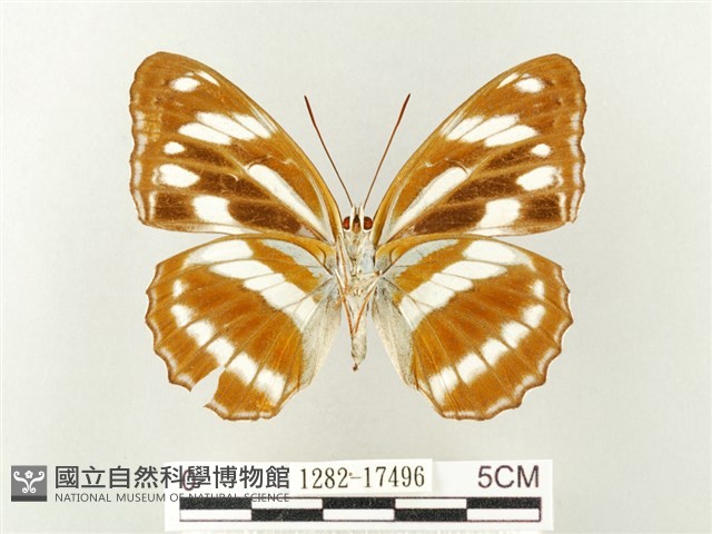 幻紫線蛺蝶藏品圖，第2張
