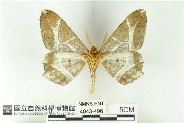 樹形尺蛾藏品圖，第2張