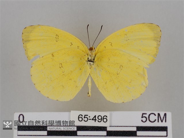 亮色黃蝶藏品圖，第2張