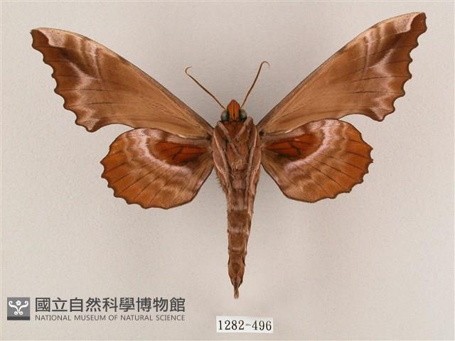 盾天蛾藏品圖，第2張