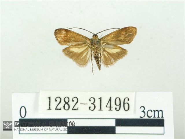 叉紋閃舞蛾藏品圖，第2張