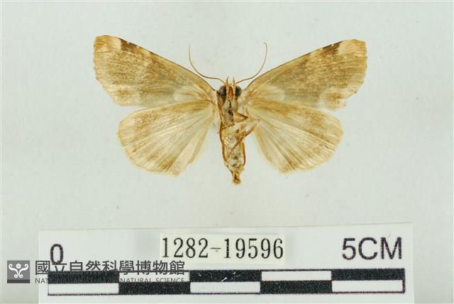 大斑波紋蛾藏品圖，第2張