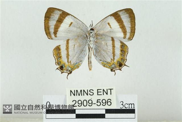 拉拉山鑽灰蝶藏品圖，第2張