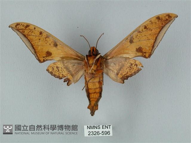 裂斑鷹翅天蛾藏品圖，第2張