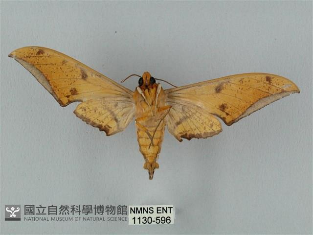 裂斑鷹翅天蛾藏品圖，第2張