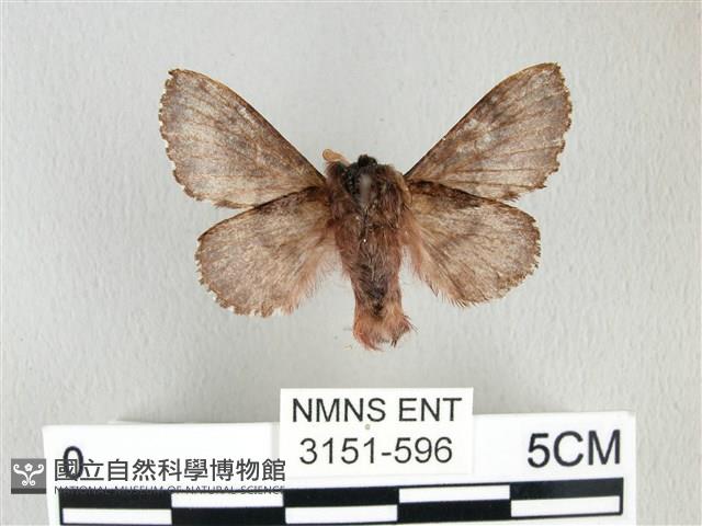 銀肩枯葉蛾藏品圖，第2張