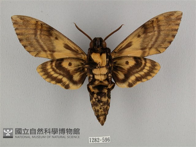 鬼臉天蛾藏品圖，第2張