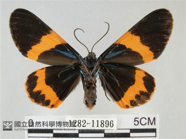 橙帶藍尺蛾藏品圖，第2張