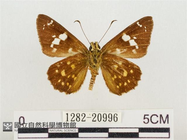 尖翅星弄蝶藏品圖，第2張