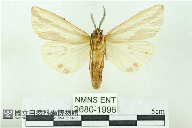 赭新污燈蛾藏品圖，第2張