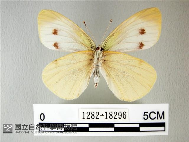 白粉蝶、紋白蝶藏品圖，第2張