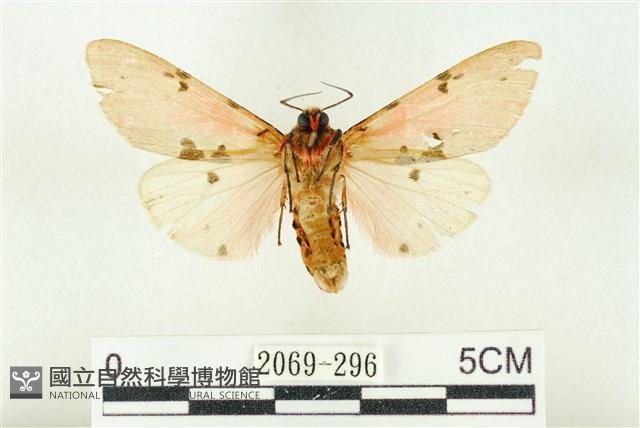 棍棒污燈蛾藏品圖，第2張