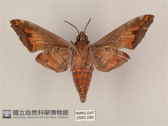 全緣缺角天蛾藏品圖，第2張