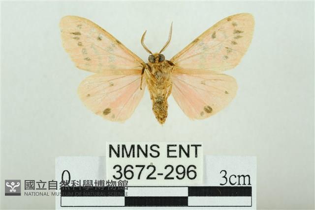 三條橙燈蛾藏品圖，第2張