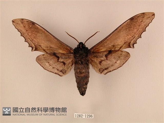 臺灣鋸翅天蛾藏品圖，第2張