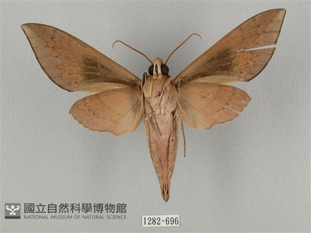 鋸線天蛾藏品圖，第2張