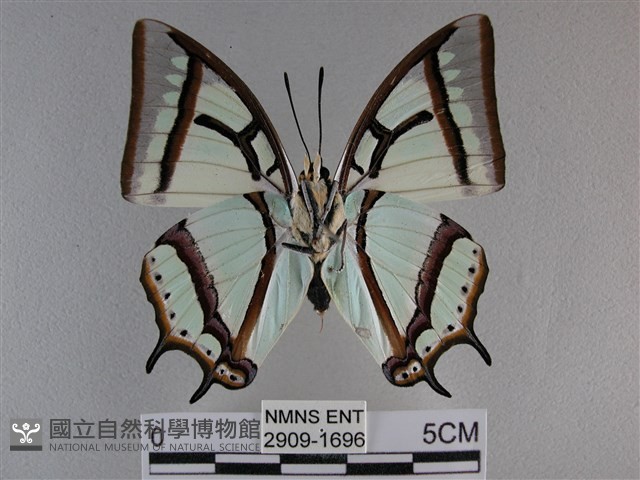 小雙尾蛺蝶藏品圖，第2張