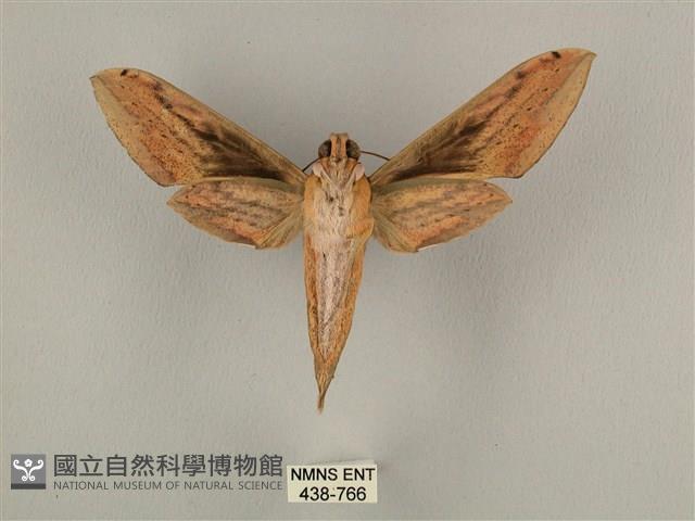 棕綠背線天蛾藏品圖，第2張