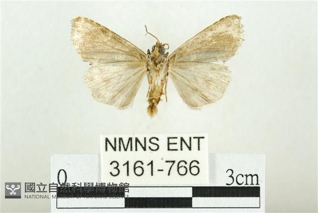 白斑散紋夜蛾藏品圖，第2張