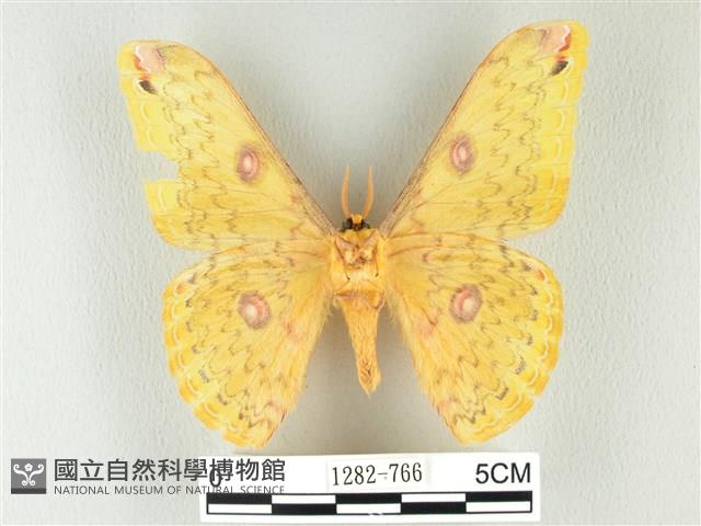黃豹天蠶蛾藏品圖，第2張