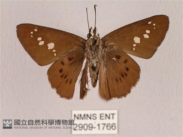 臺灣瑟弄蝶藏品圖，第2張