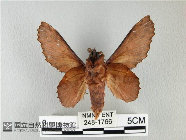 鋸緣枯葉蛾藏品圖，第2張