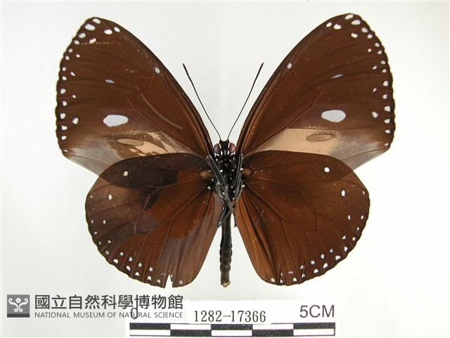 圓翅紫斑蝶藏品圖，第2張