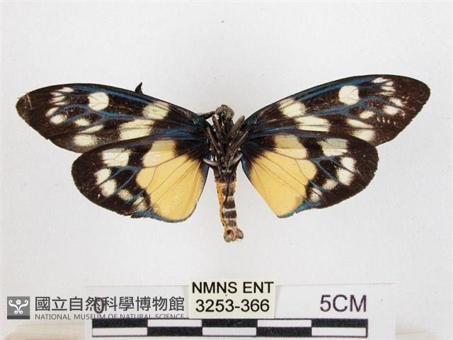 蓬萊茶斑蛾藏品圖，第2張