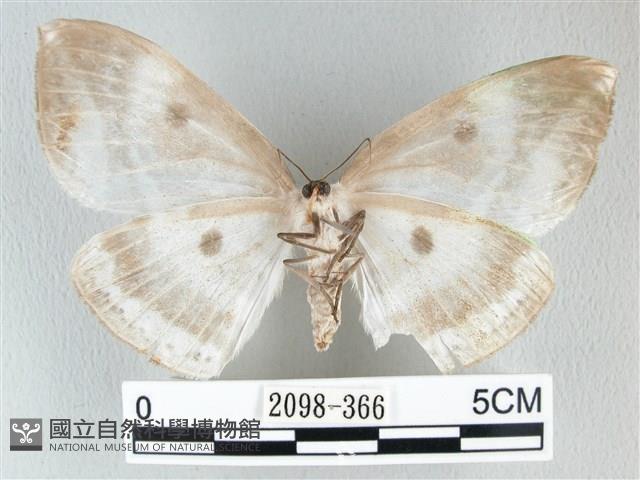 圓翅大鉤蛾藏品圖，第2張