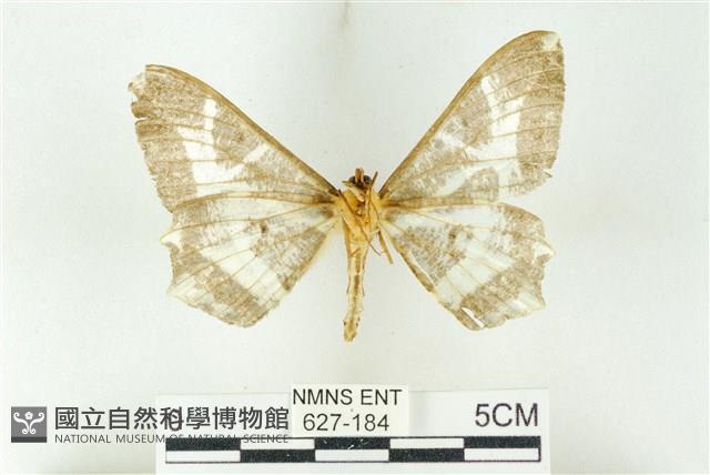 樹形尺蛾藏品圖，第2張