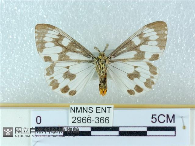 粉蝶燈蛾藏品圖，第2張