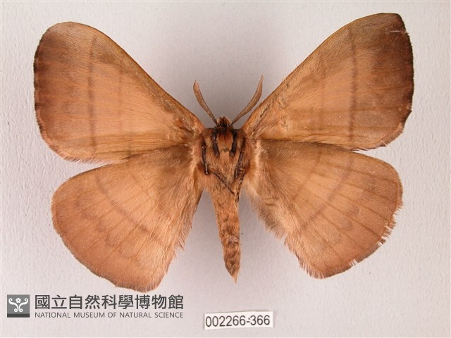 黑胸帶蛾藏品圖，第2張