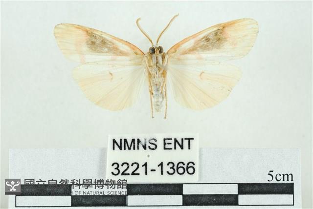 臺雪苔蛾藏品圖，第2張