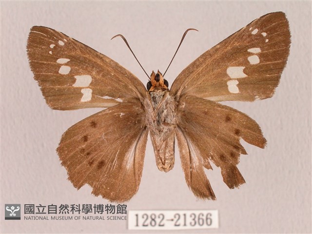 臺灣瑟弄蝶藏品圖，第2張