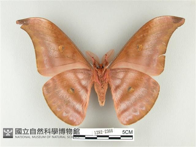 紅目天蠶蛾藏品圖，第2張