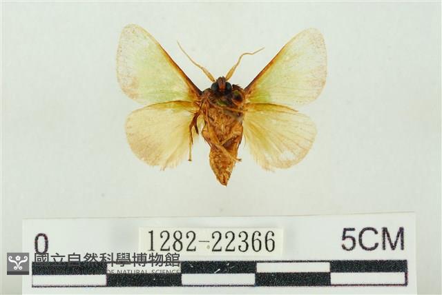 素木綠刺蛾藏品圖，第2張