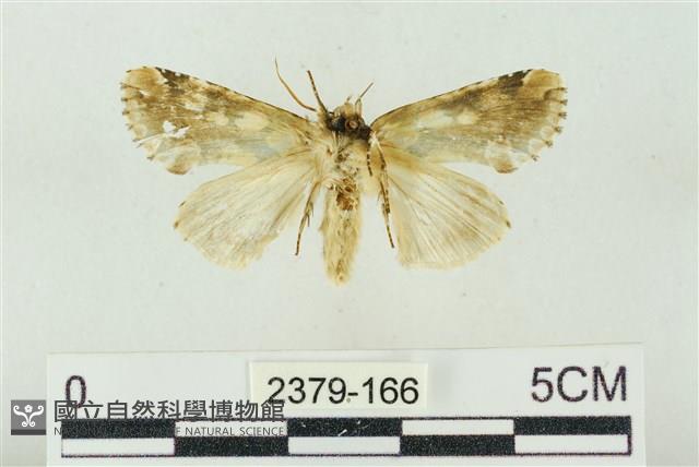 連珠波紋蛾藏品圖，第2張