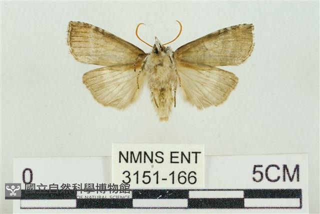 帶波紋蛾藏品圖，第2張