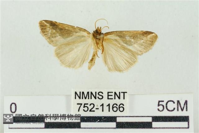 素木氏美波紋蛾藏品圖，第2張