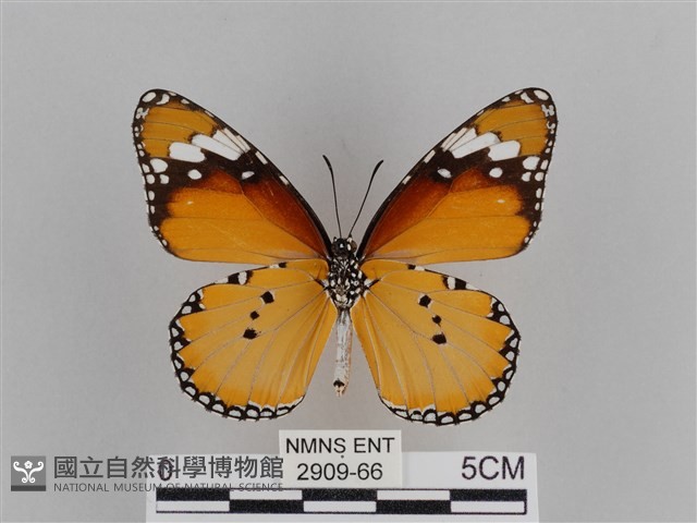 樺斑蝶藏品圖，第2張