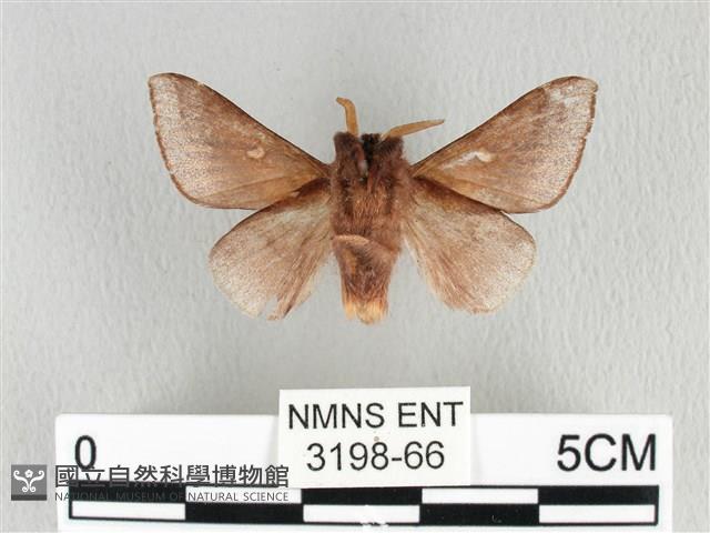 月斑枯葉蛾藏品圖，第2張