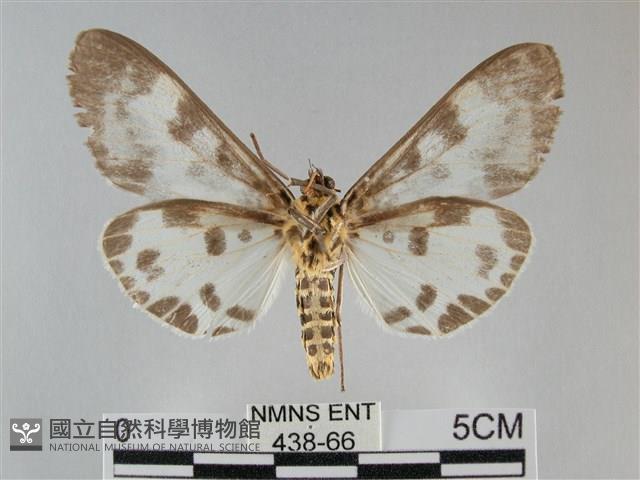 扭擬燈蛾藏品圖，第2張