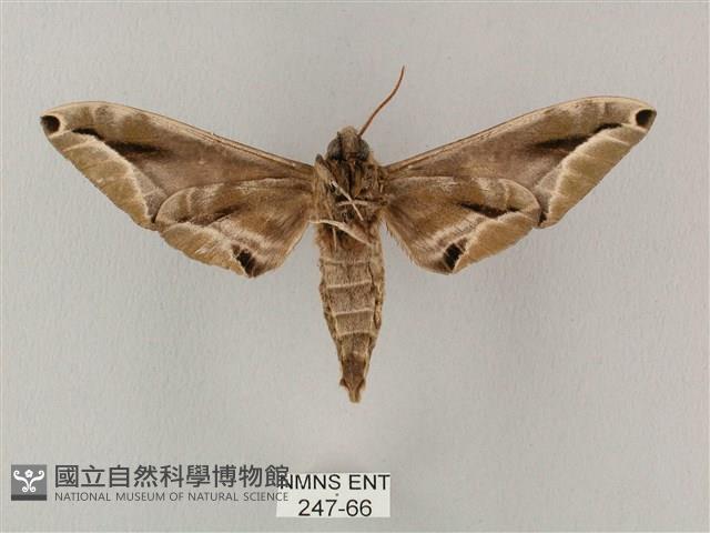 白點天蛾 藏品圖，第2張