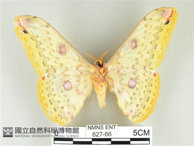 黃豹天蠶蛾藏品圖，第2張