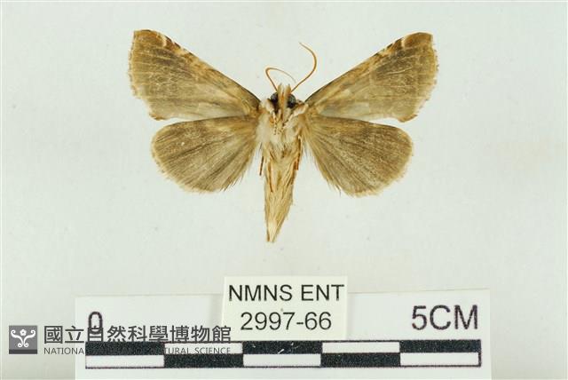 寬帶波紋蛾藏品圖，第2張